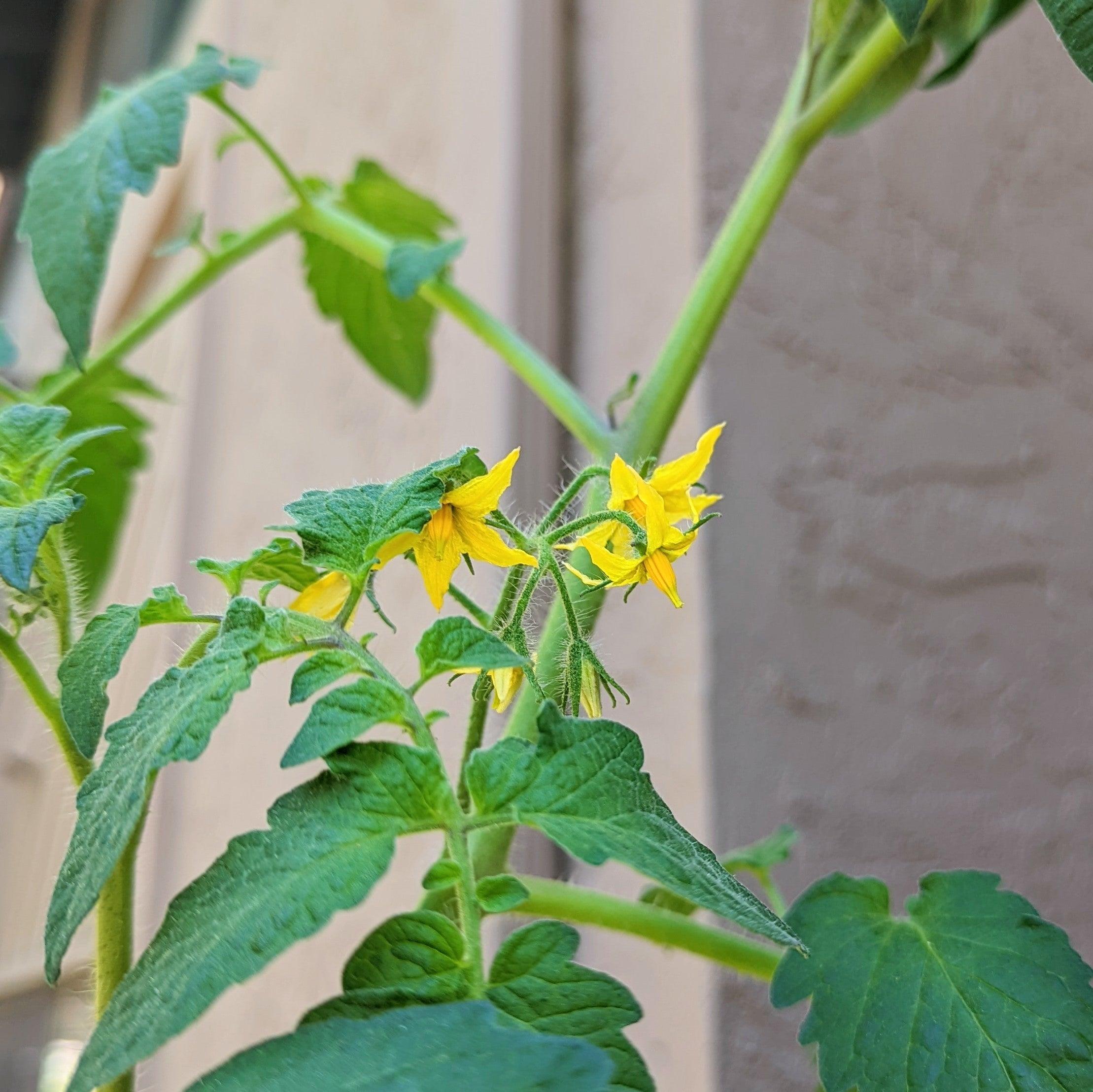 Organic Roma Tomato Seeds - Plantflix