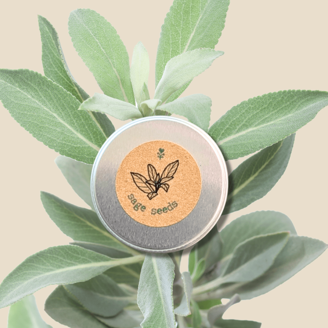 Organic Sage Seeds - Plantflix