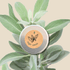 Organic Sage Seeds - Plantflix