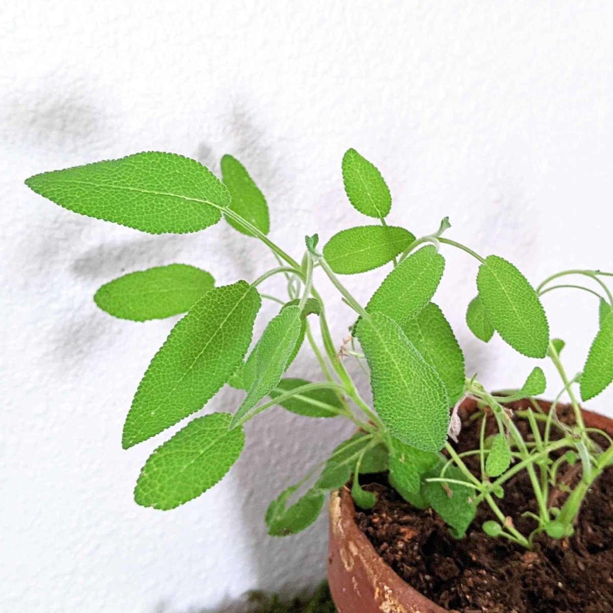 Organic Sage Seeds - Plantflix