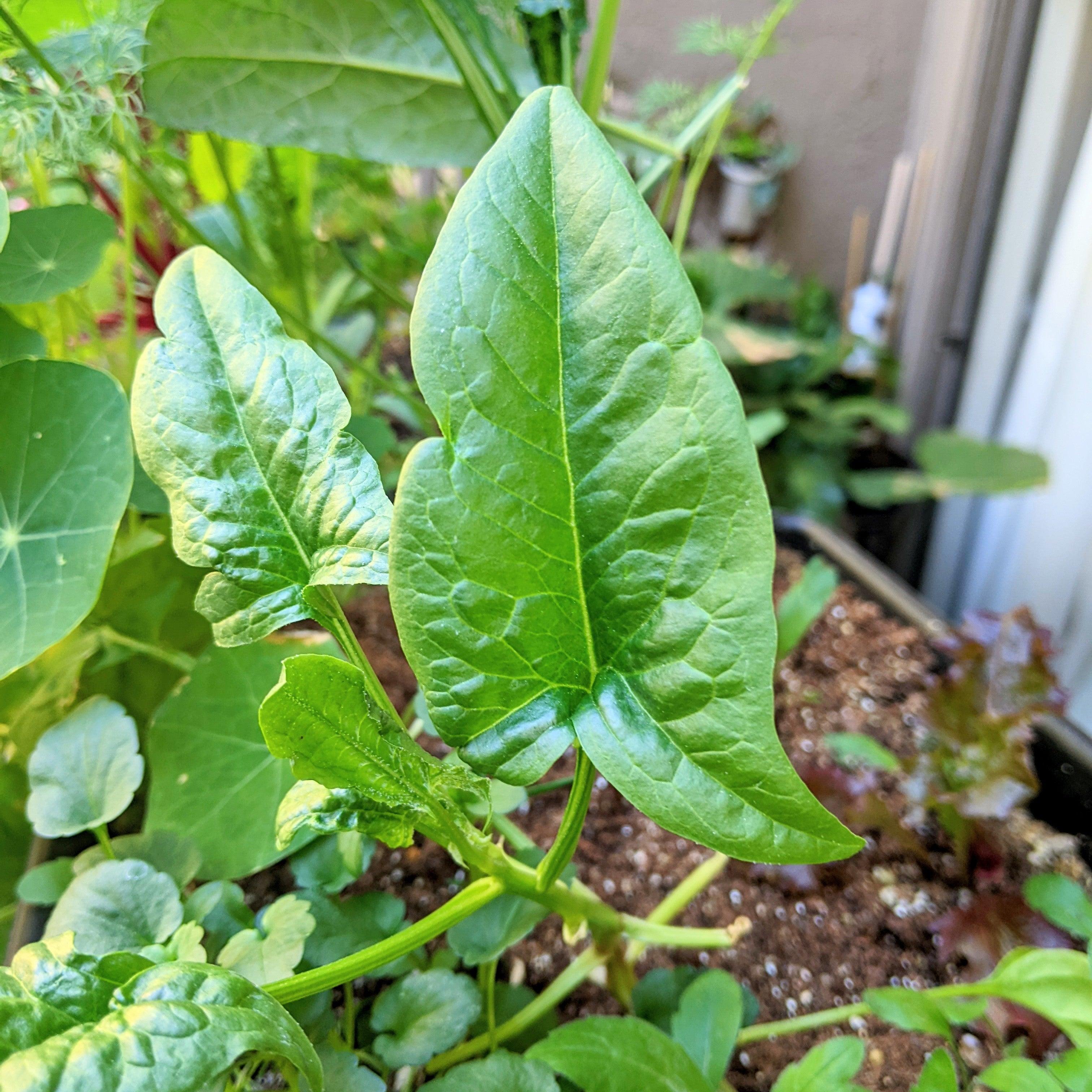 Organic Spinach Seeds - Plantflix