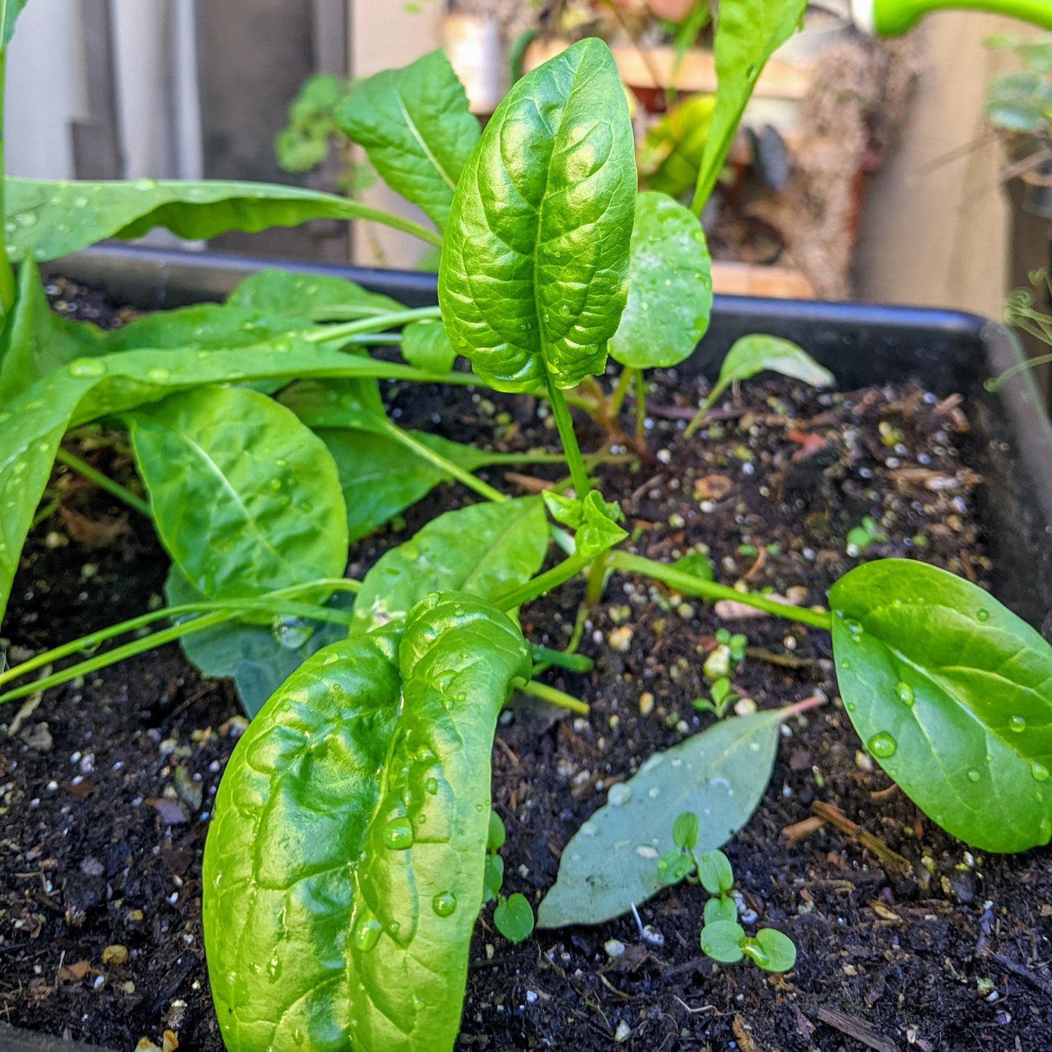 Organic Spinach Seeds - Plantflix