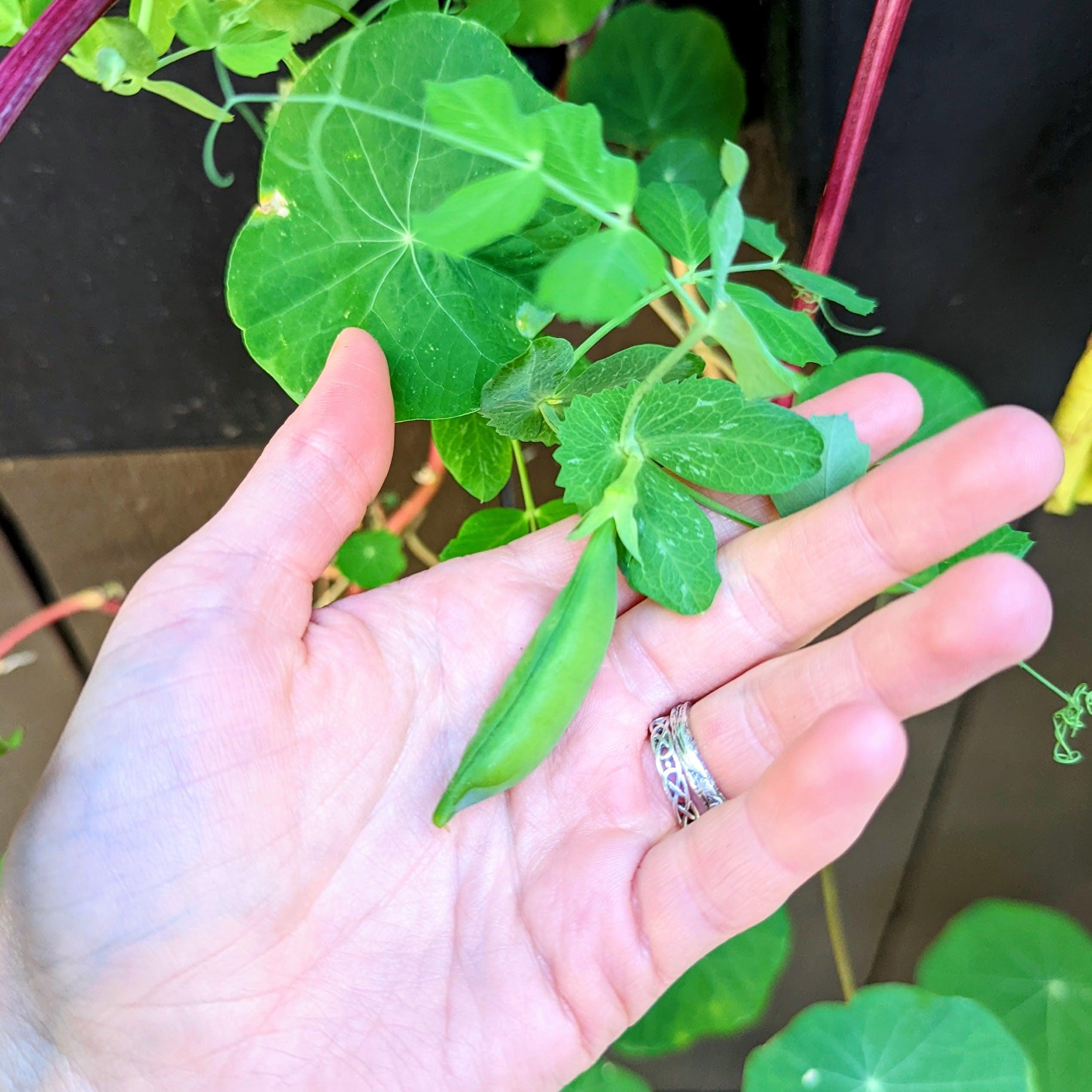 Organic Sugar Snap Pea Seeds - Plantflix
