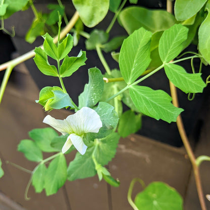 Organic Sugar Snap Pea Seeds - Plantflix