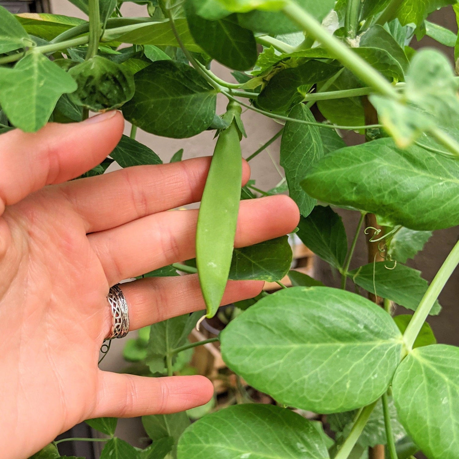 Organic Sugar Snap Pea Seeds - Plantflix