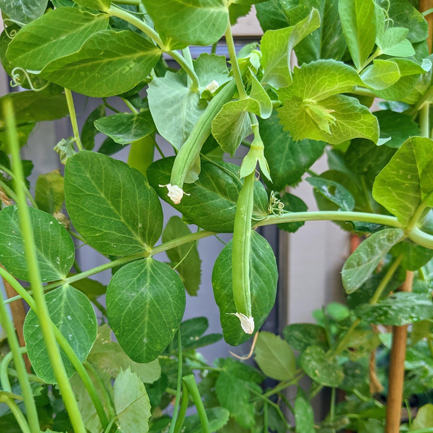 Organic Sugar Snap Pea Seeds - Plantflix