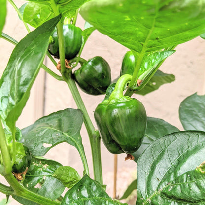 Organic Sweet Pepper Seeds - Plantflix