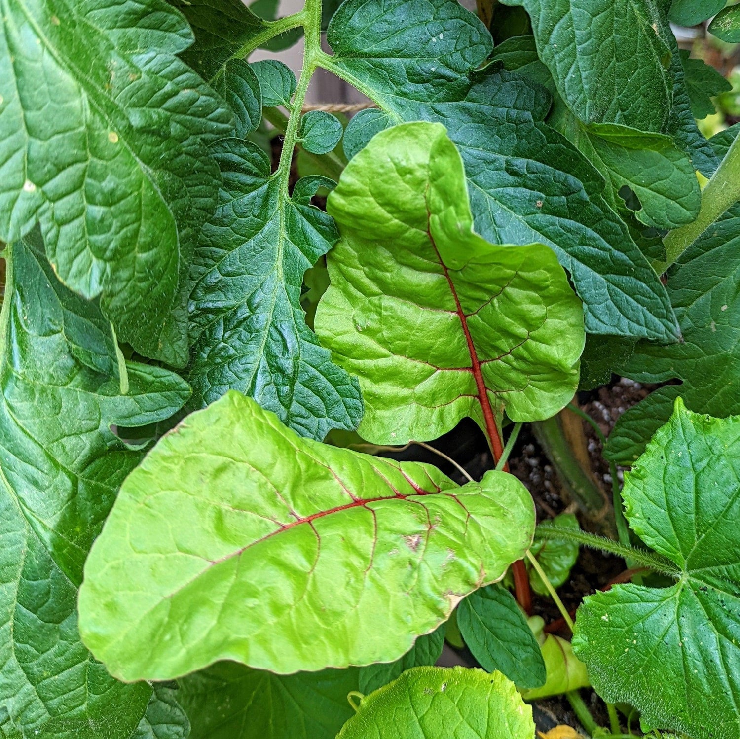 Organic Swiss Chard &