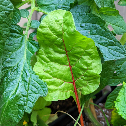 Organic Swiss Chard &