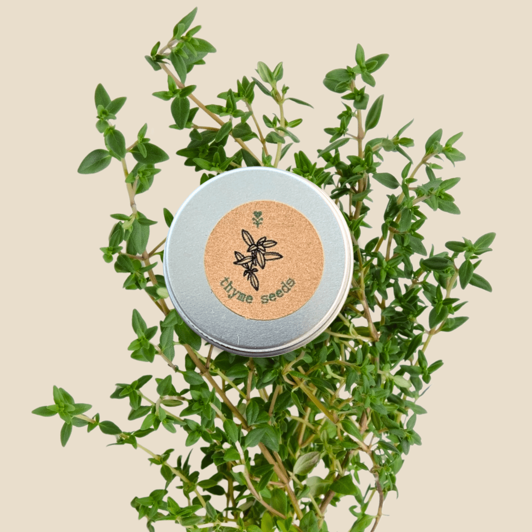 Organic Thyme Seeds - Plantflix