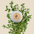 Organic Thyme Seeds - Plantflix