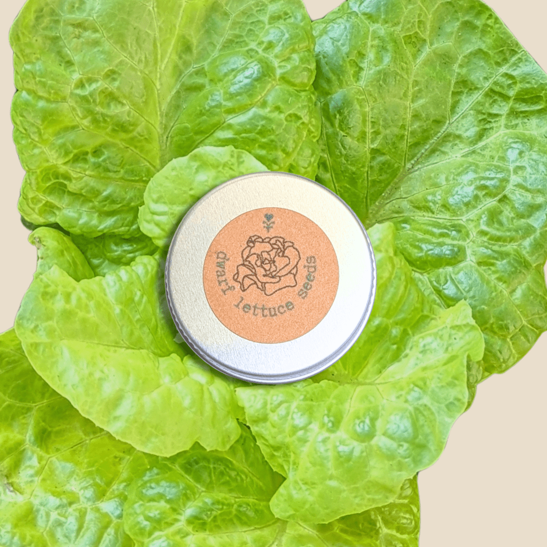 Organic Tom Thumb Lettuce Seeds - Plantflix