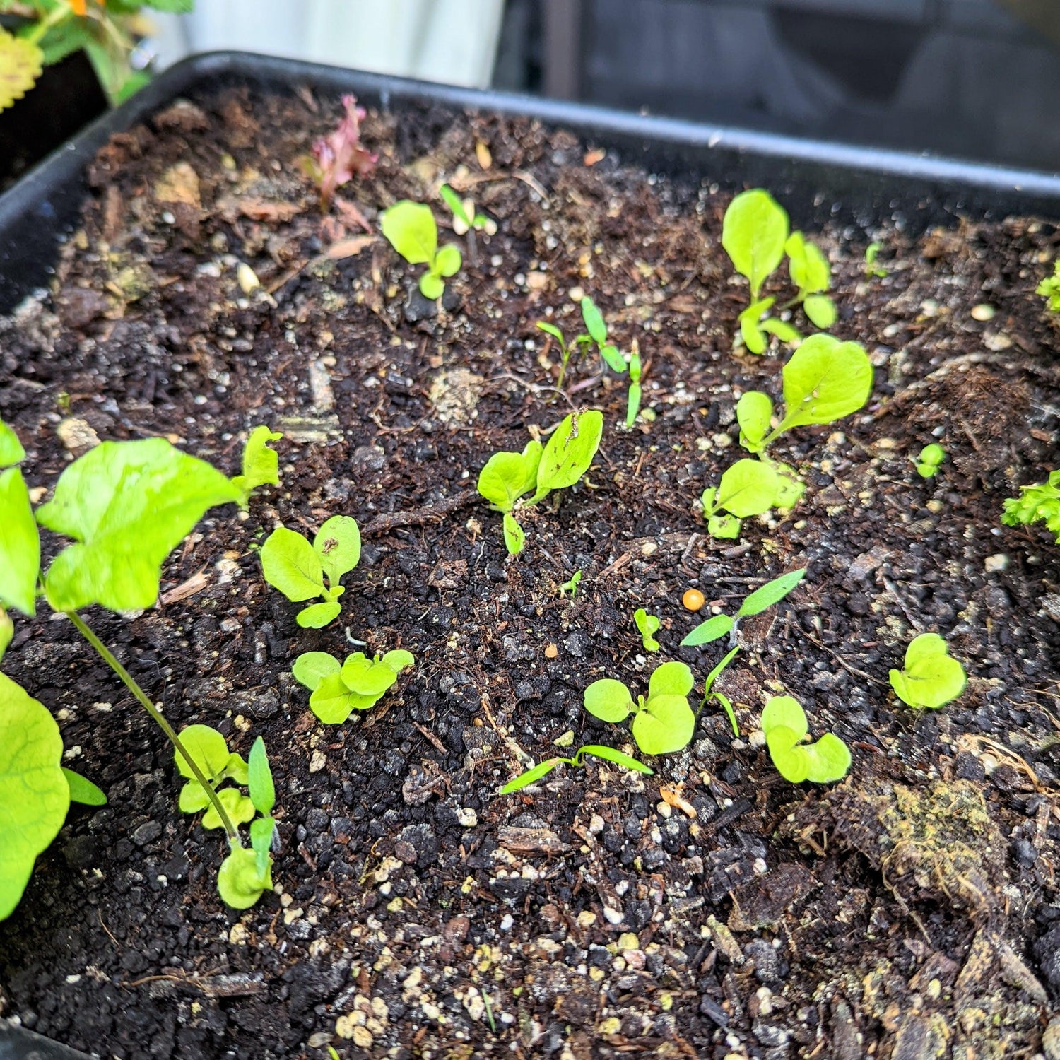 Organic Tom Thumb Lettuce Seeds - Plantflix