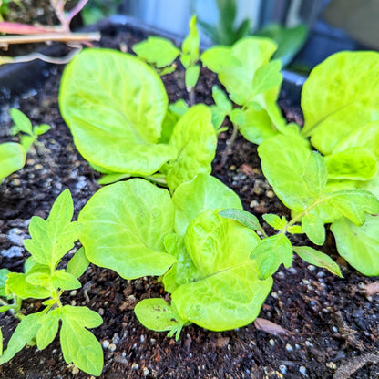 Organic Tom Thumb Lettuce Seeds - Plantflix