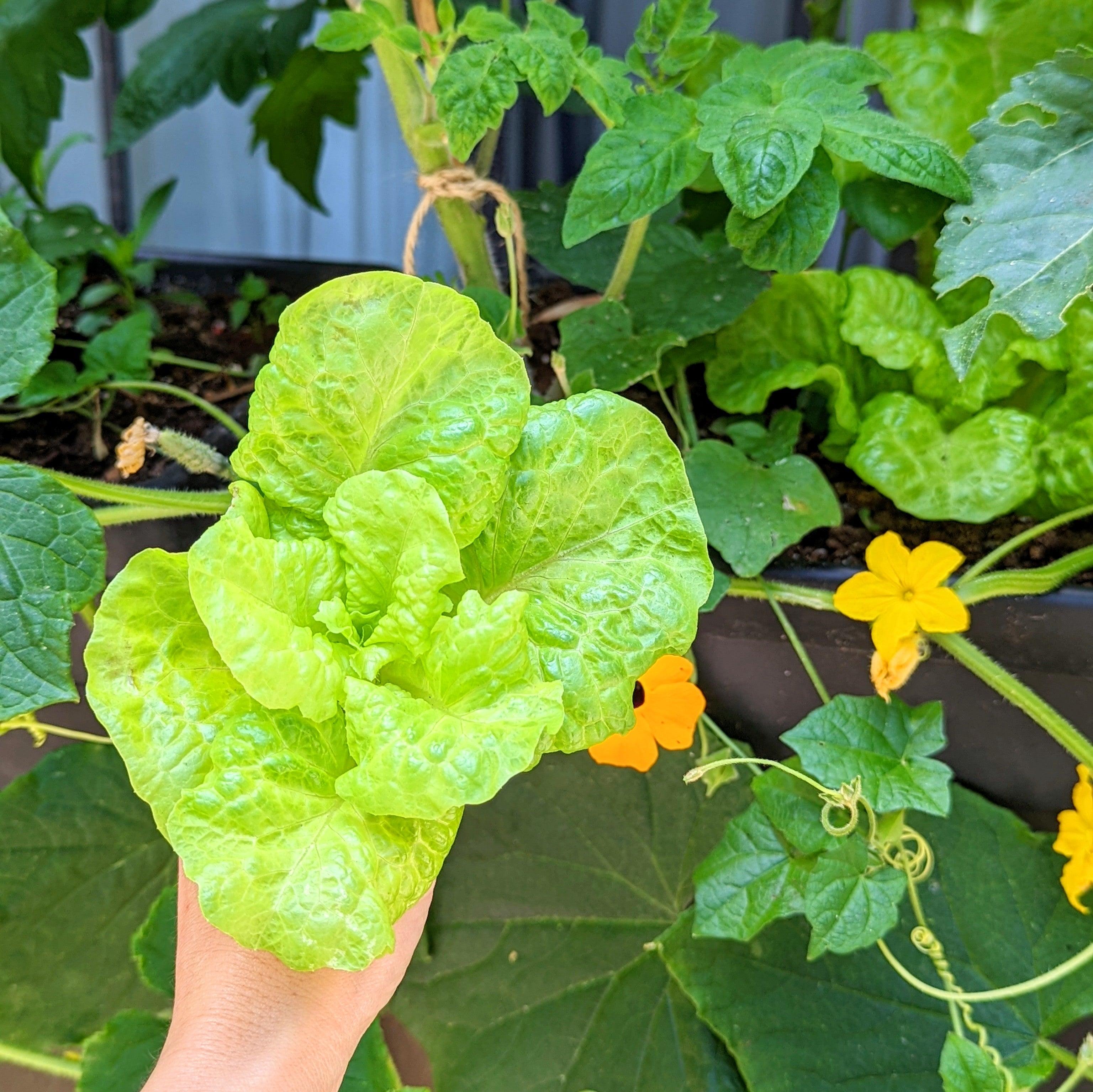 Organic Tom Thumb Lettuce Seeds - Plantflix