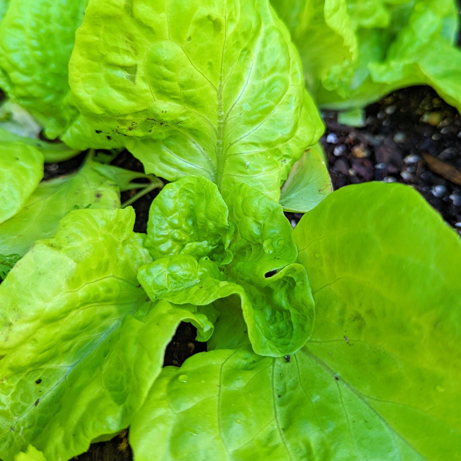 Organic Tom Thumb Lettuce Seeds - Plantflix