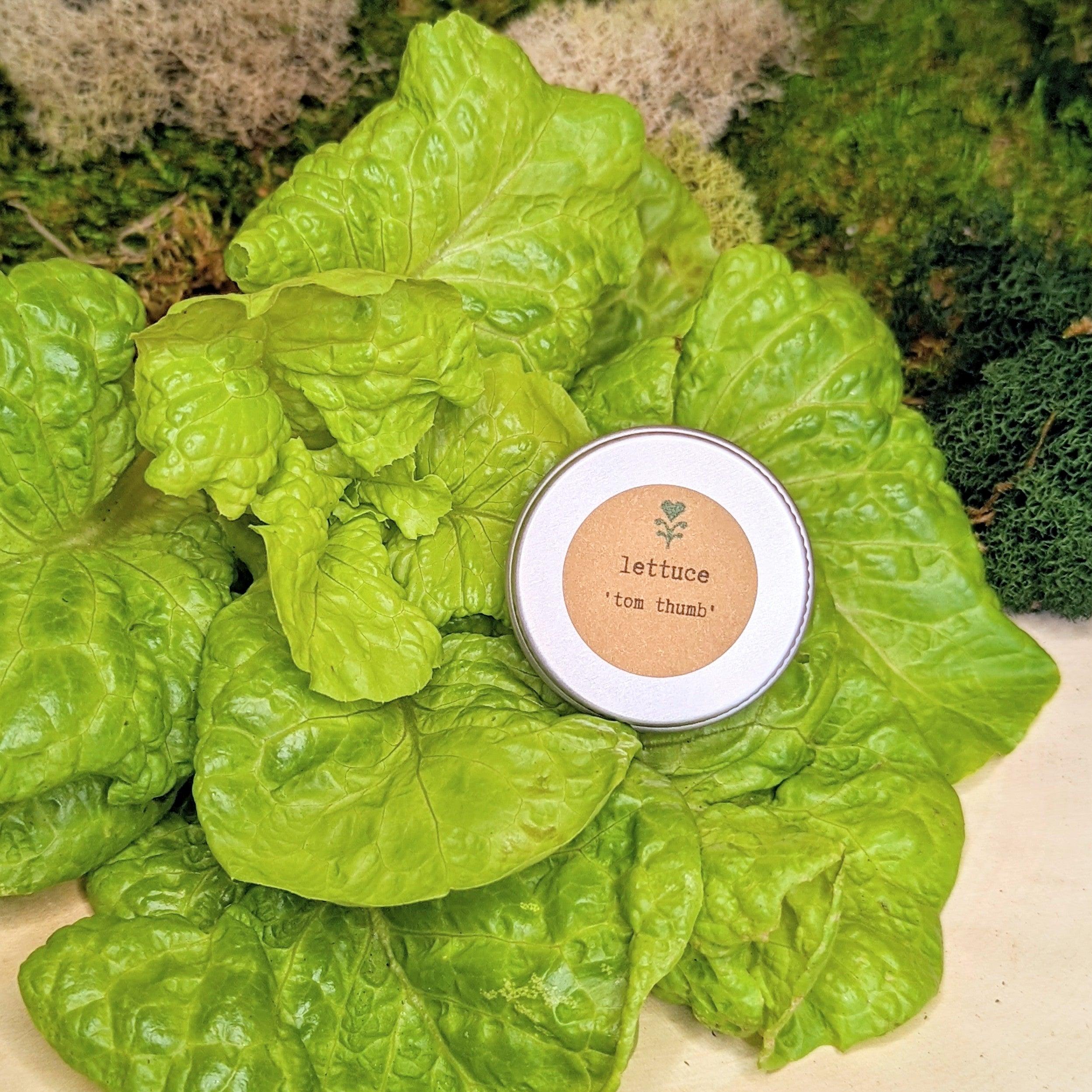 Organic Tom Thumb Lettuce Seeds - Plantflix