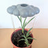Original Dripping Rain Cloud- The Cloud Makers - Plantflix