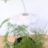Original Dripping Rain Cloud- The Cloud Makers - Plantflix