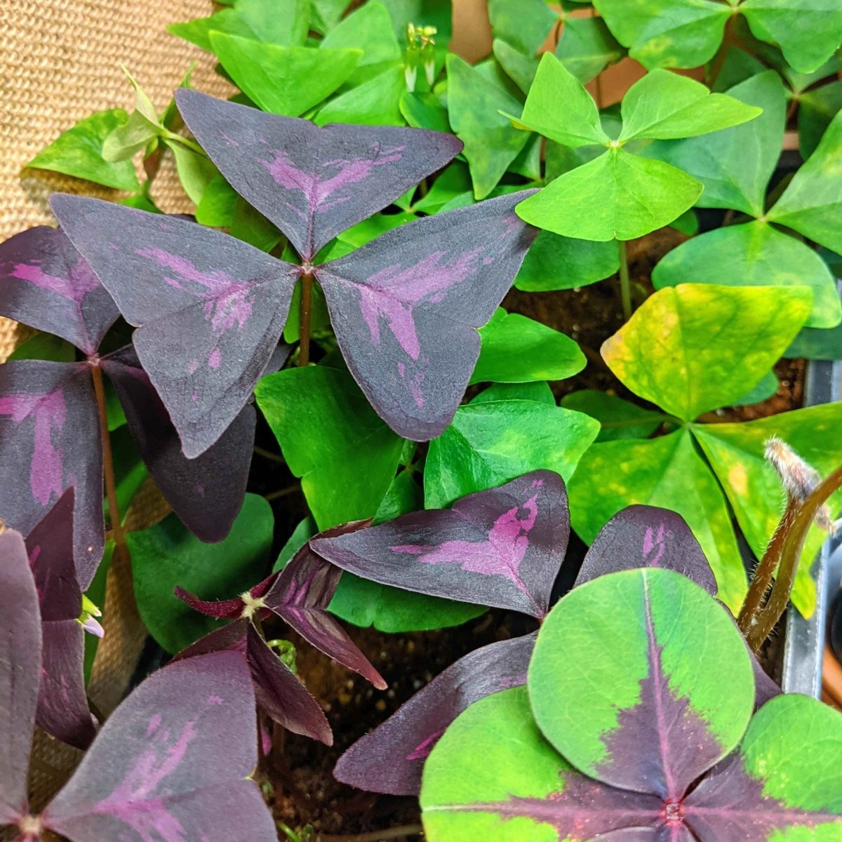 Plantflix Oxalis Shamrock Plant Bulbs - Thumbnail 4