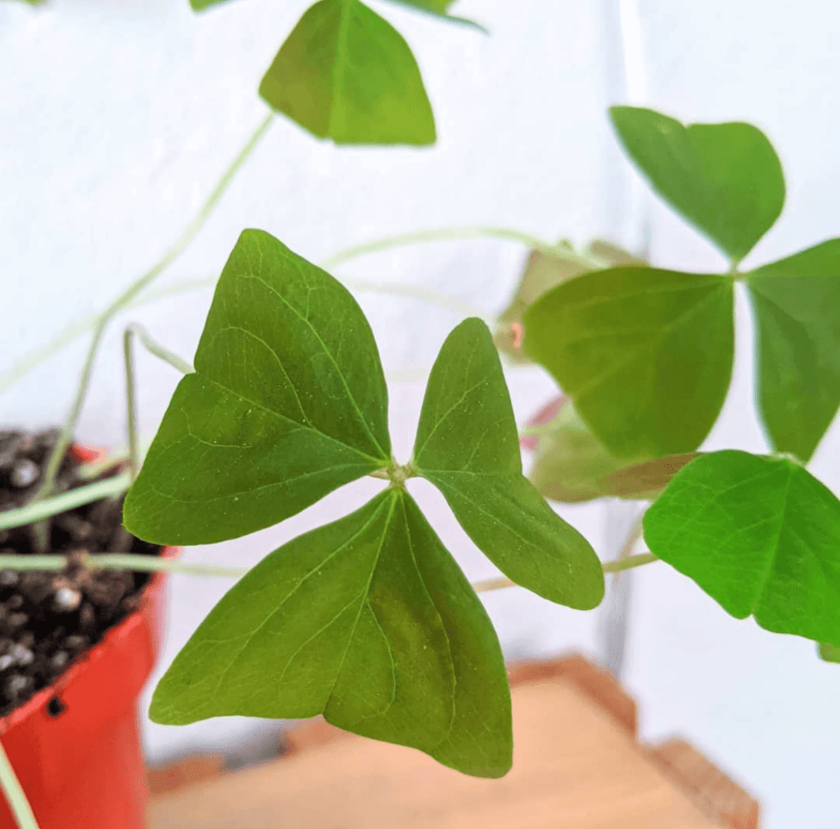 Plantflix Oxalis Shamrock Plant Bulbs - Thumbnail 5