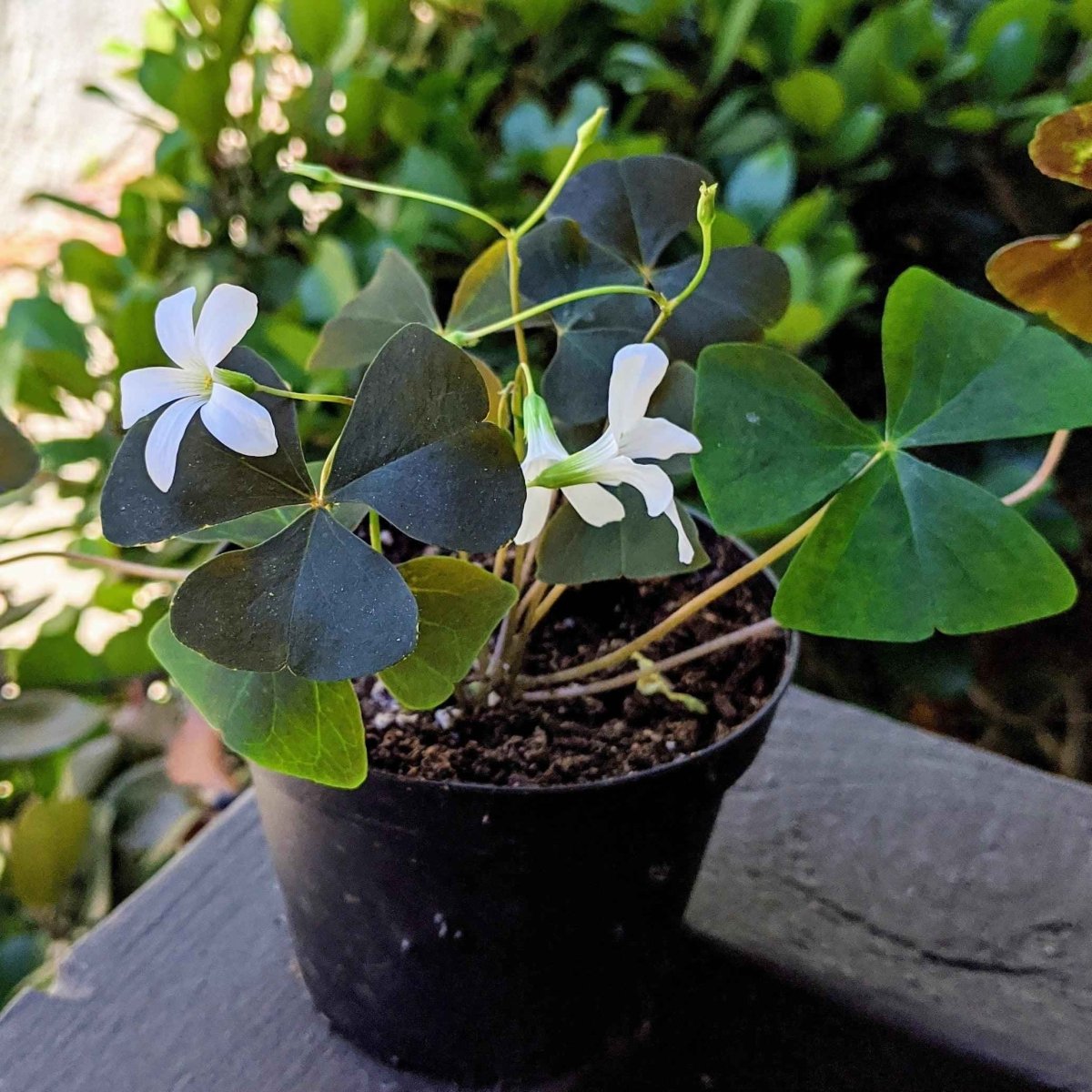 oxalis potting mix Oxalis 'Shamrock Plant' Bulbs Oxalis Iron Cross Good Luck Plant