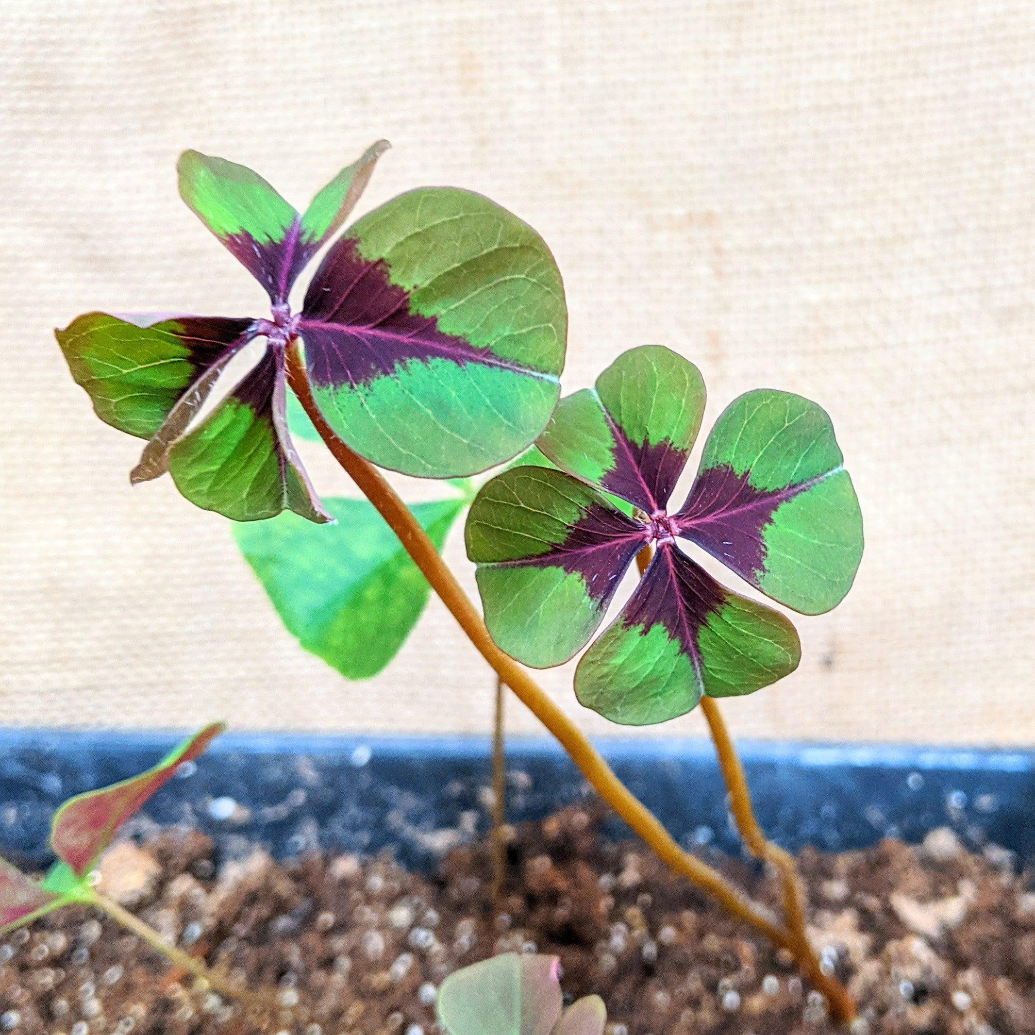 Oxalis &