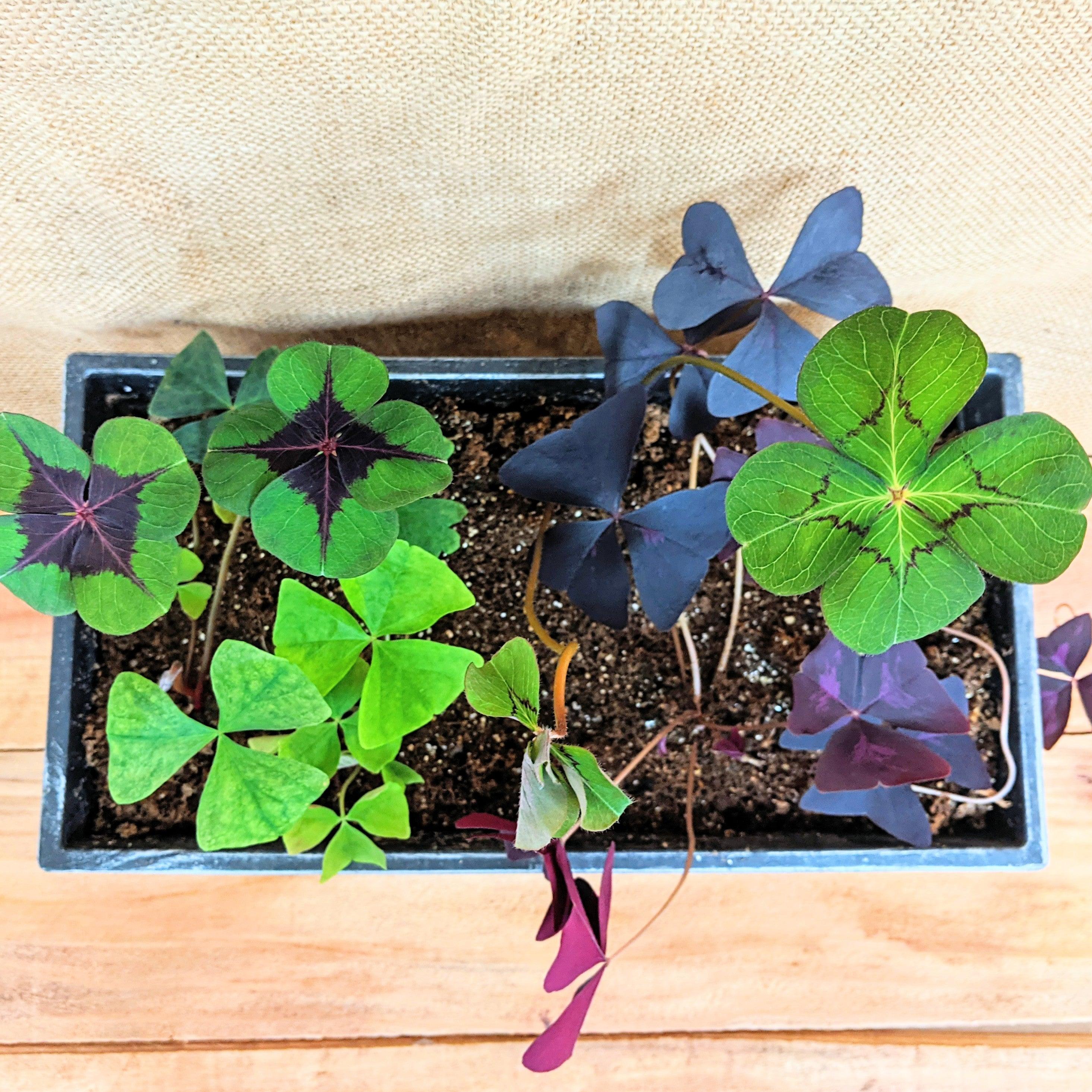 Oxalis &