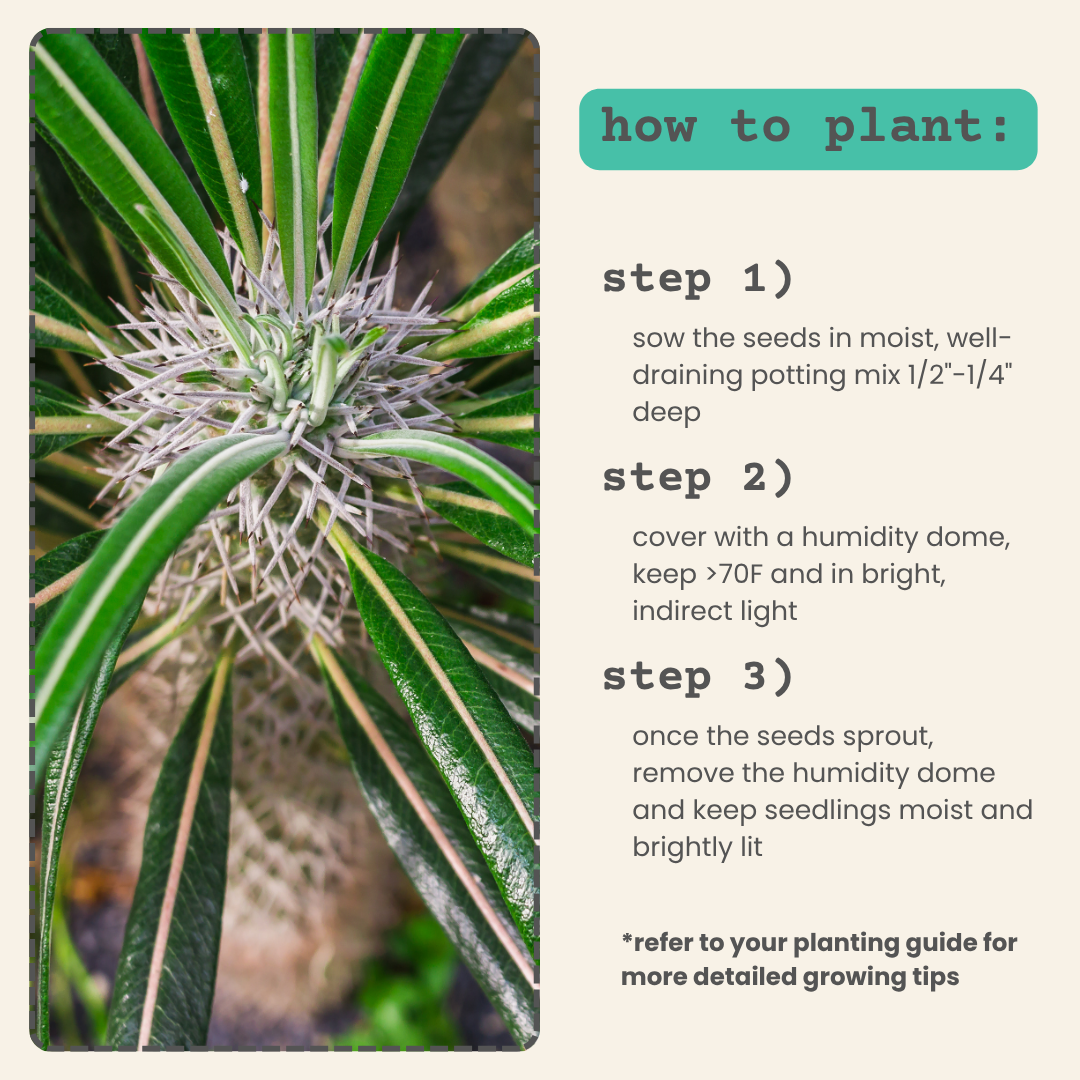 Pachypodium lamerei 'Madagascar Palm' Seeds – Plantflix