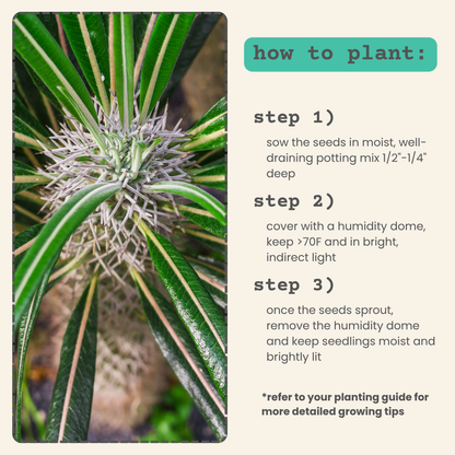Pachypodium lamerei &