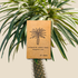 Pachypodium lamerei &