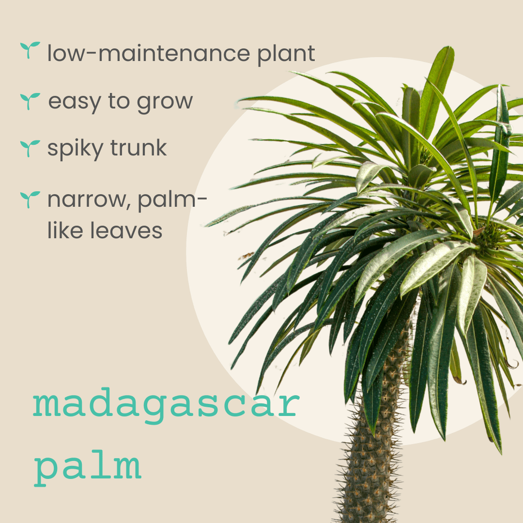 spiky palm tree like plant Pachypodium lamerei 'Madagascar Palm' Seeds