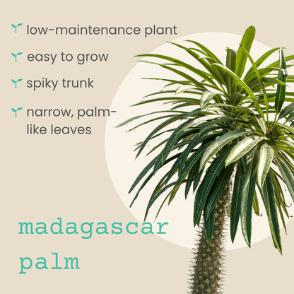 Pachypodium lamerei &