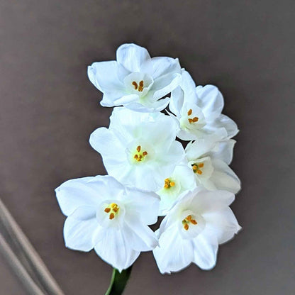 Paperwhite Bulb - Plantflix