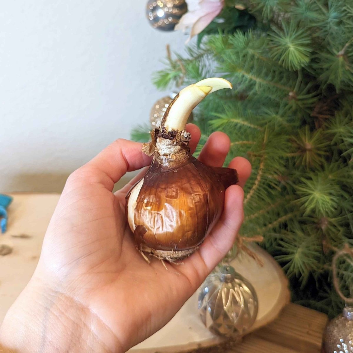 Paperwhite Bulb - Plantflix