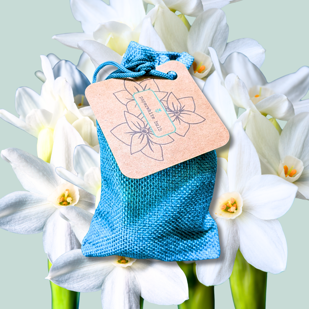 Paperwhite Bulb - Plantflix