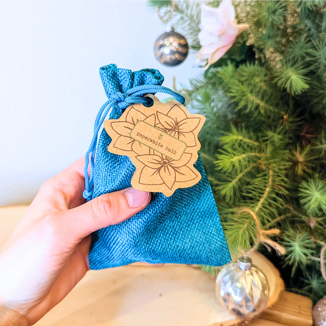 Paperwhite Bulb - Plantflix