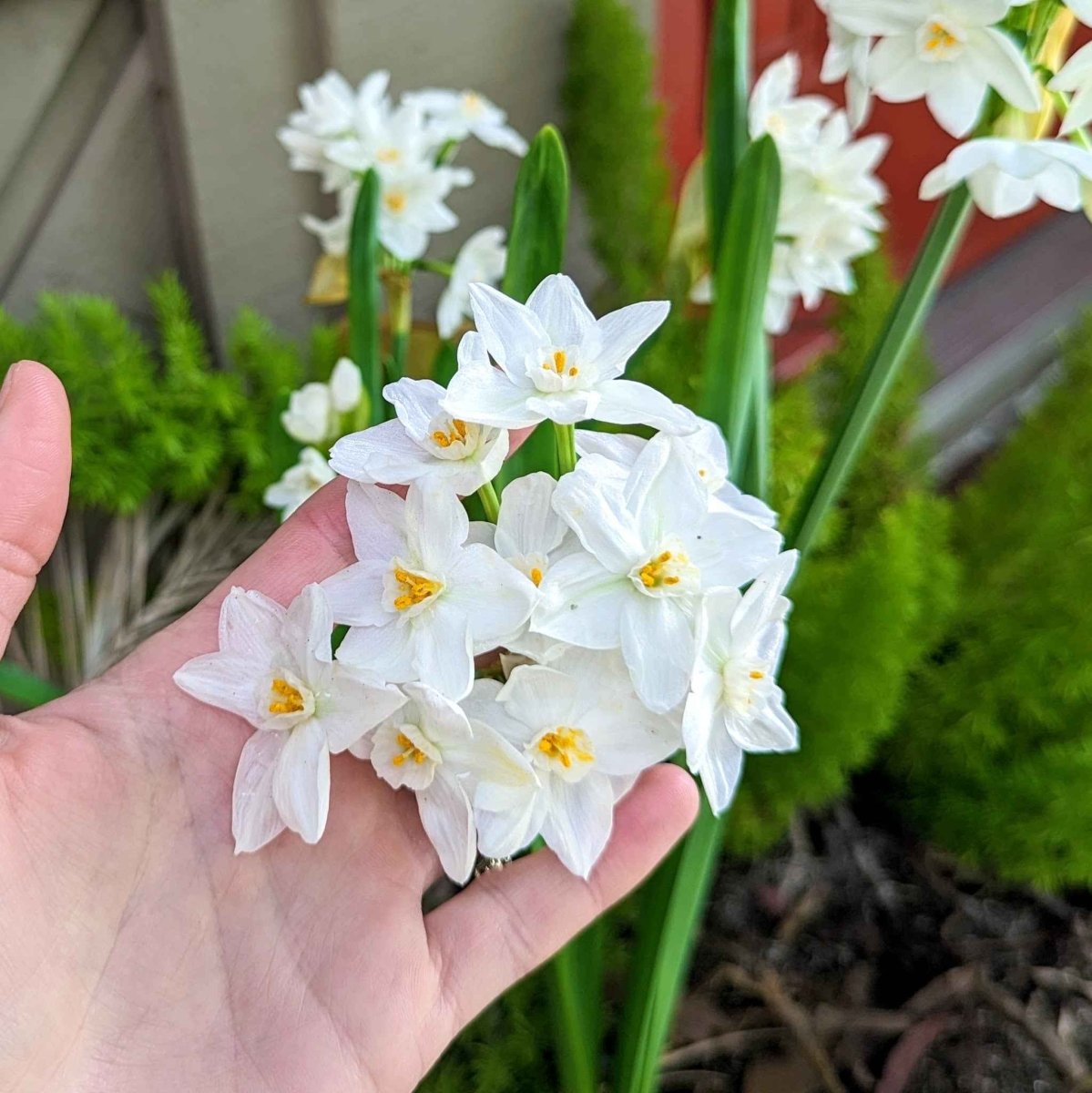 Paperwhite Bulb - Plantflix