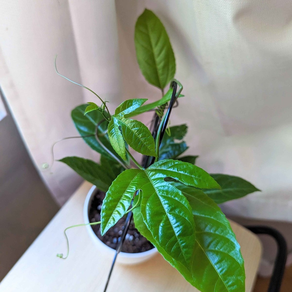 Passiflora "Passion Fruit" Seeds - Plantflix