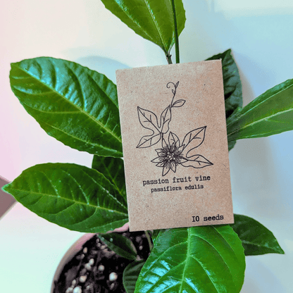 Passiflora "Passion Fruit" Seeds - Plantflix