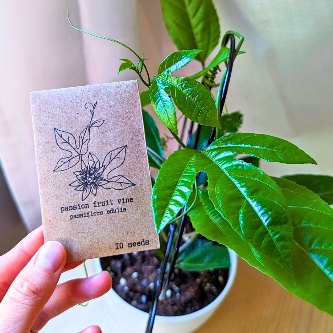 Passiflora "Passion Fruit" Seeds - Plantflix