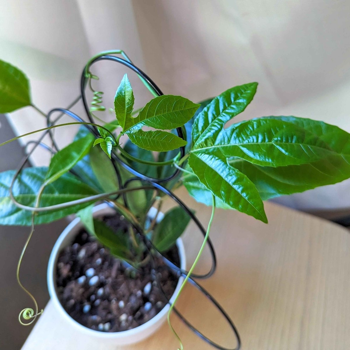 Passiflora "Passion Fruit" Seeds - Plantflix
