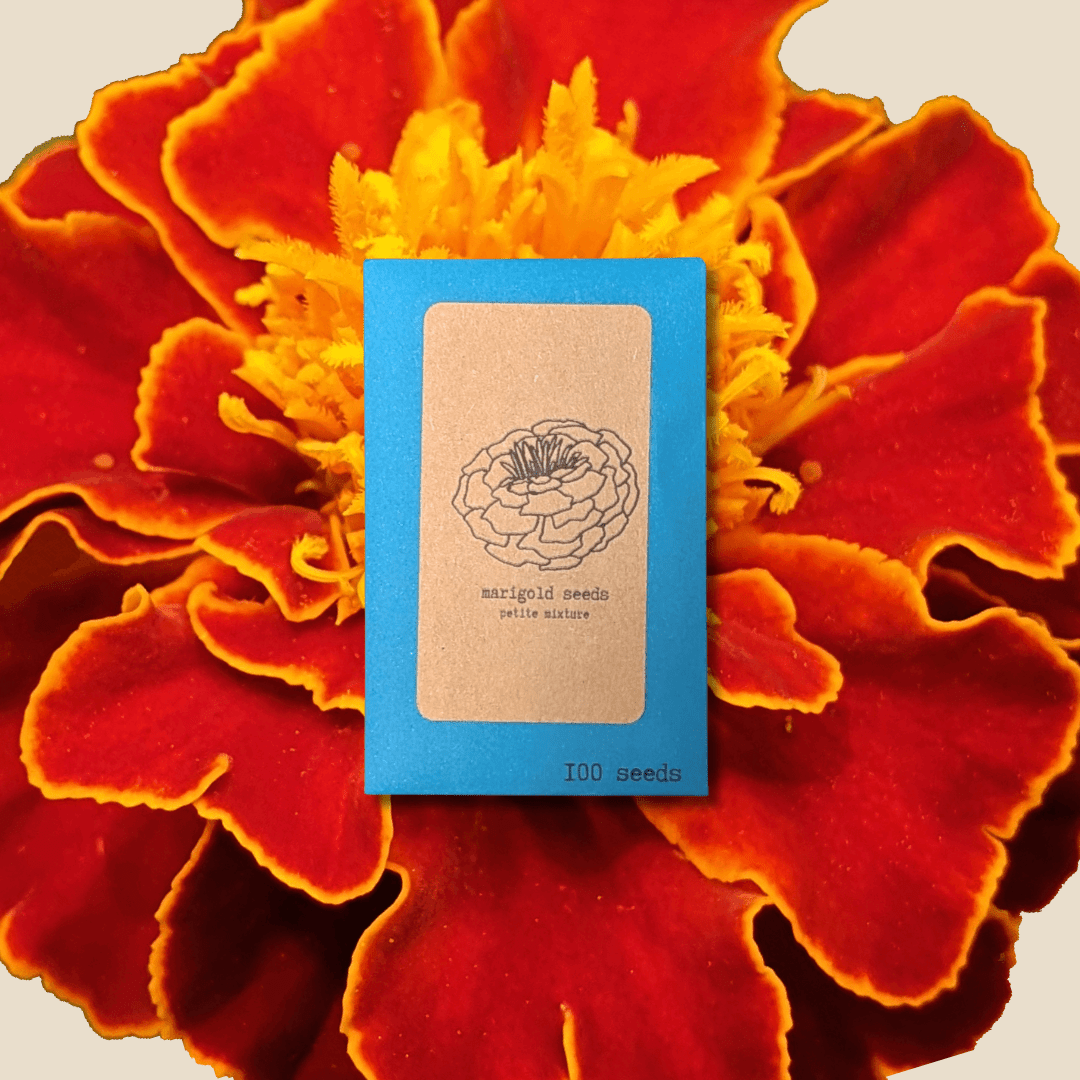 Petite Marigold Seeds - Plantflix