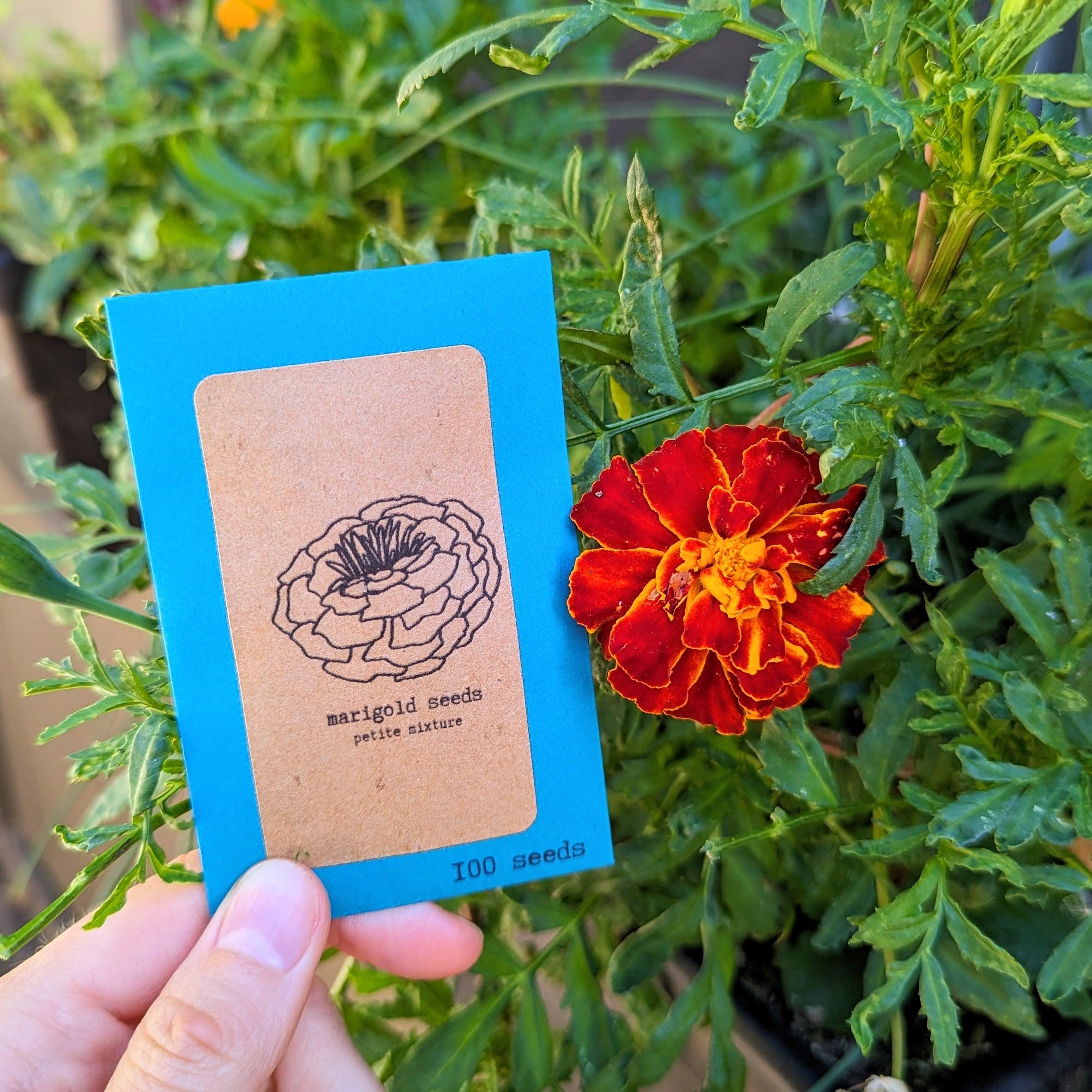 Petite Marigold Seeds - Plantflix