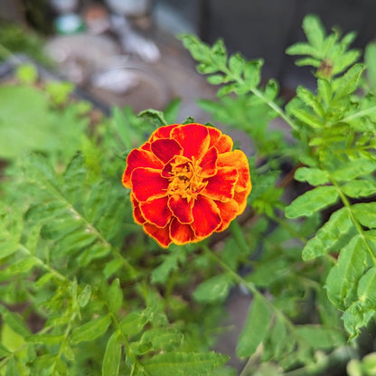Petite Marigold Seeds - Plantflix
