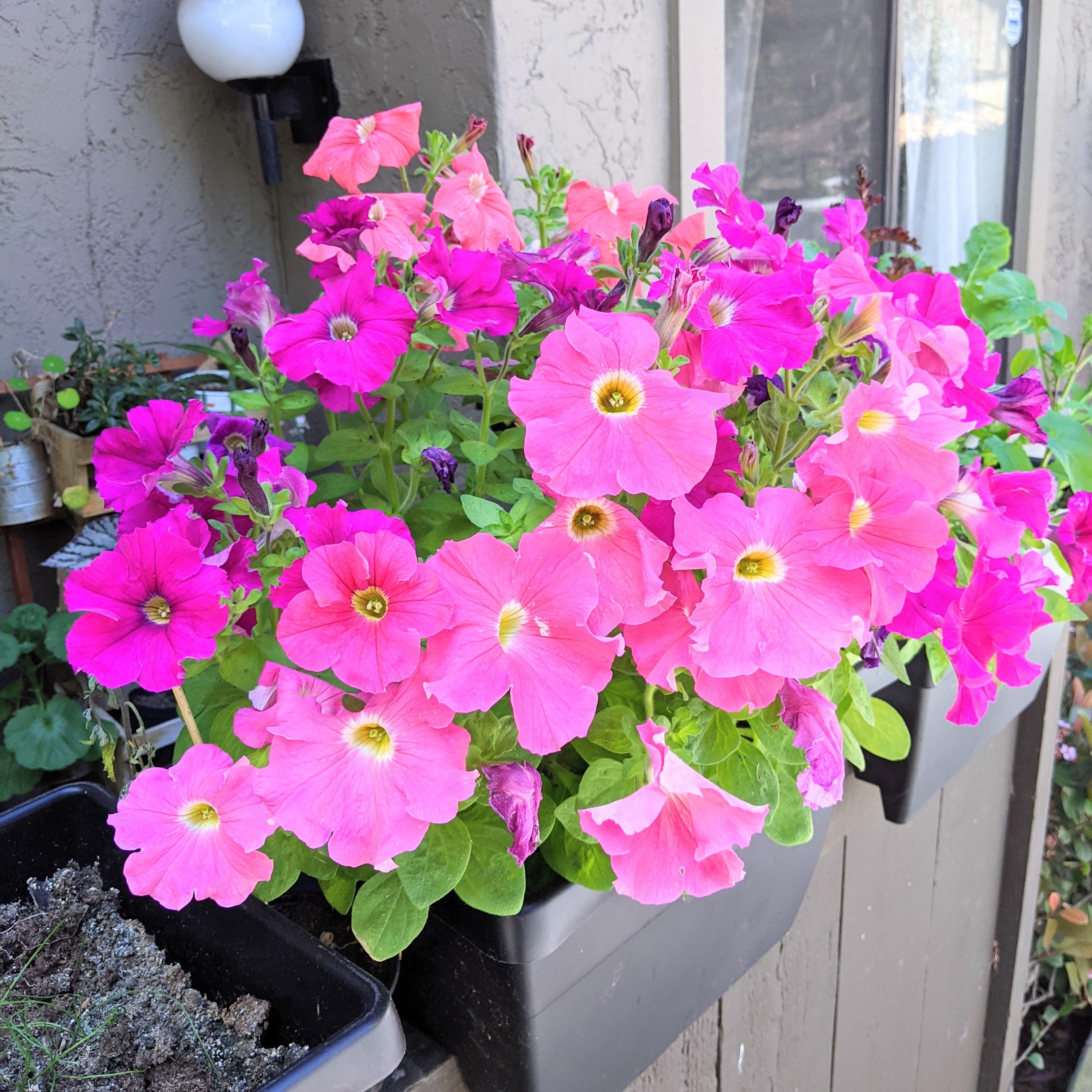 Petunia Seeds - Plantflix