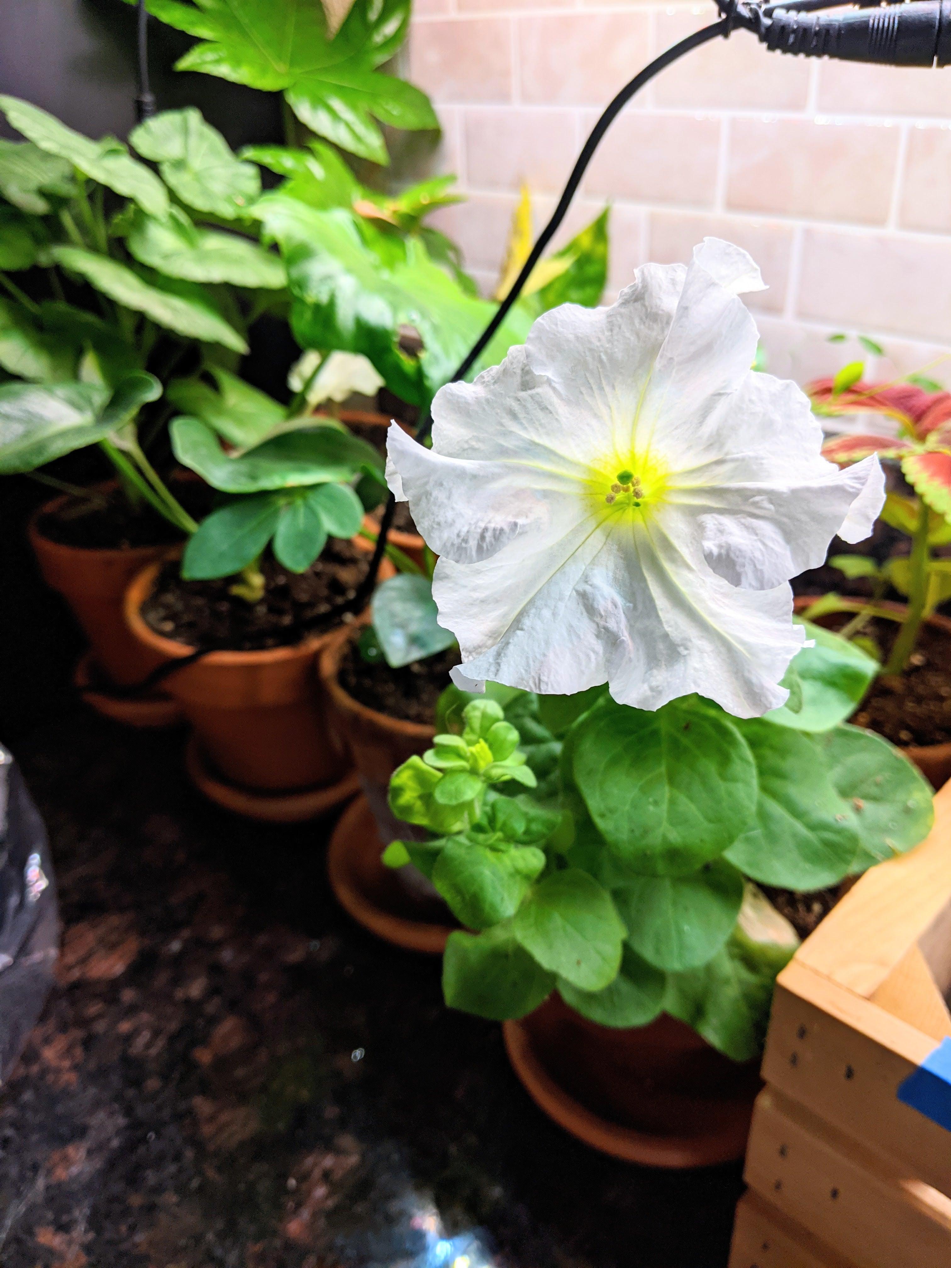 Petunia Seeds - Plantflix