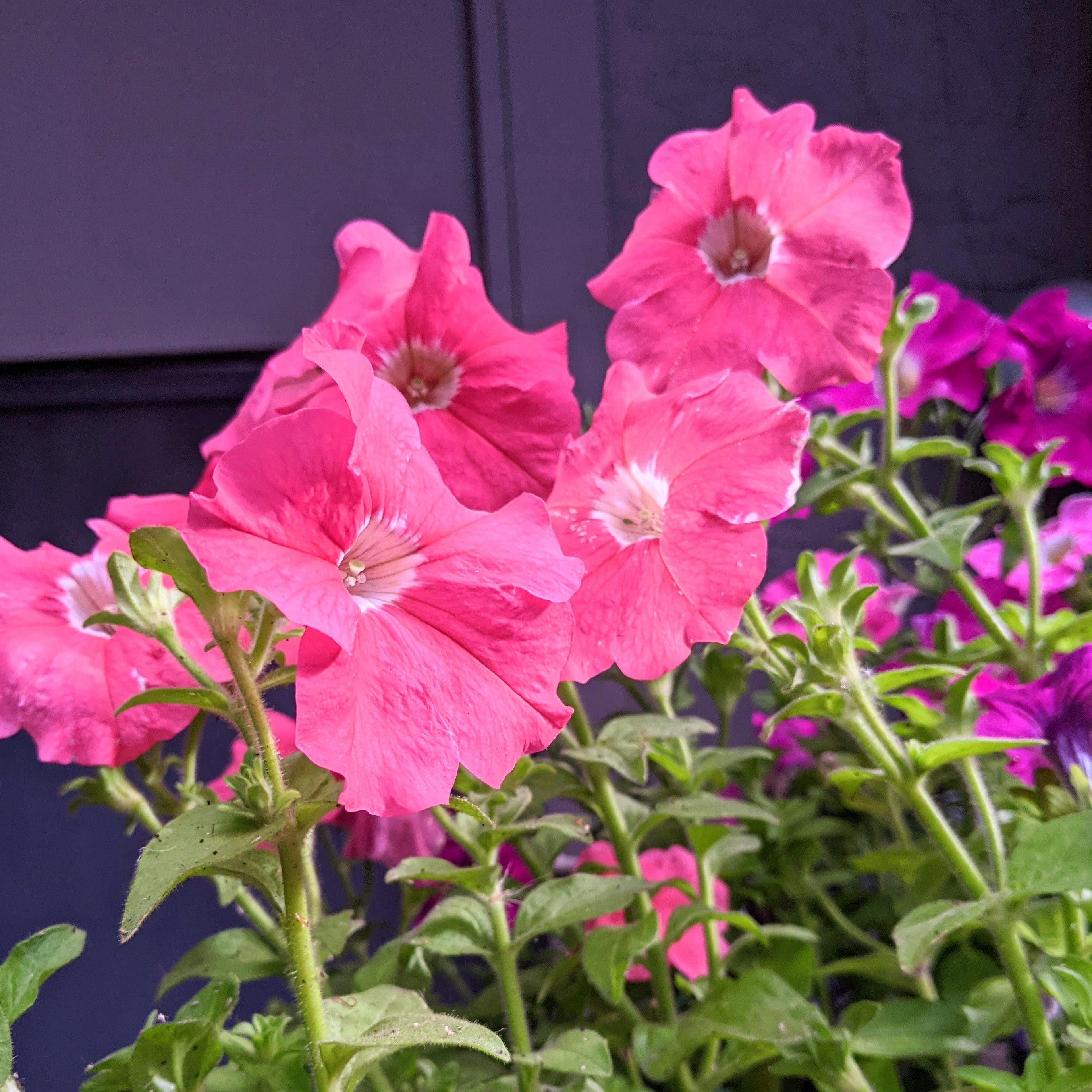 Petunia Seeds - Plantflix