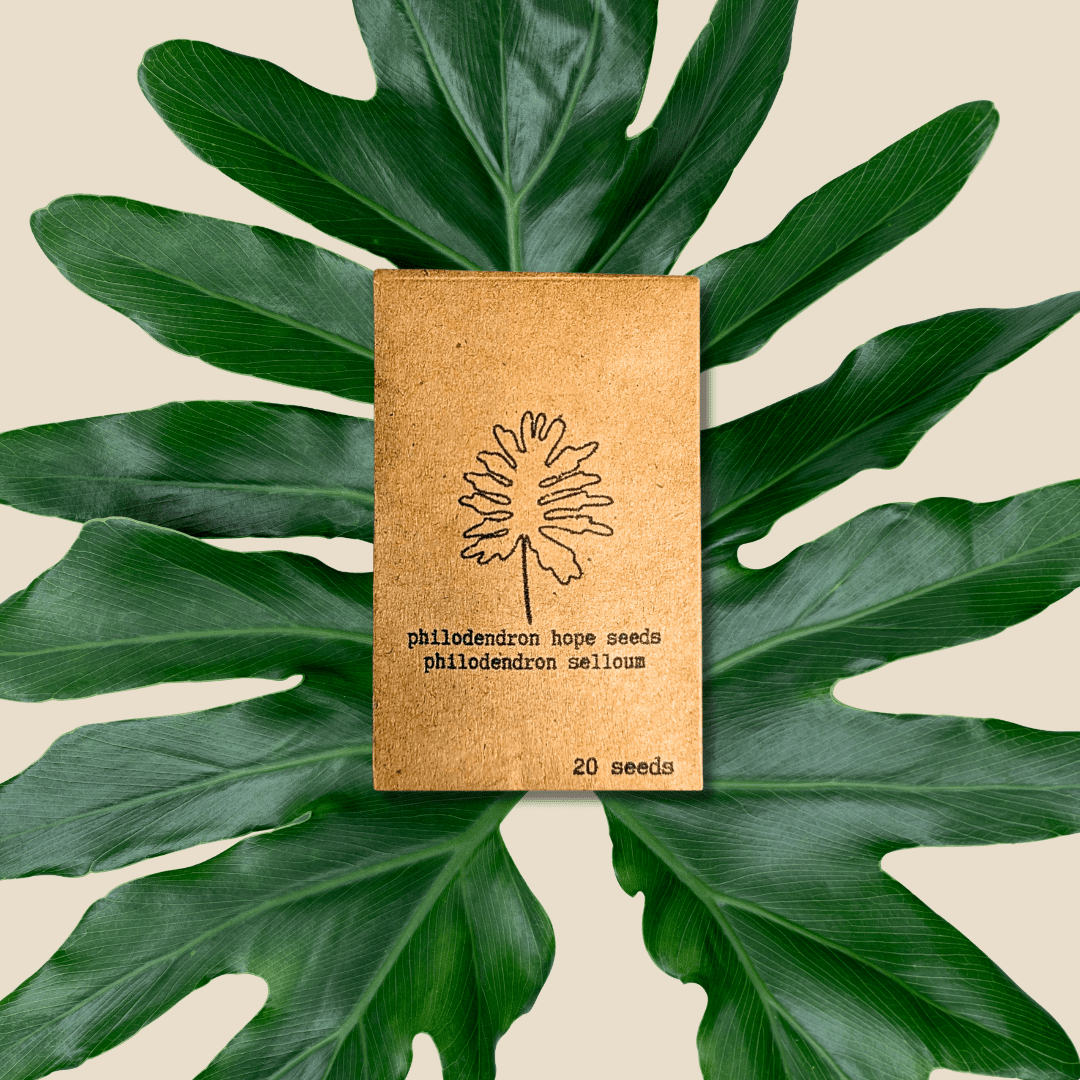 🎁 Philodendron Selloum &