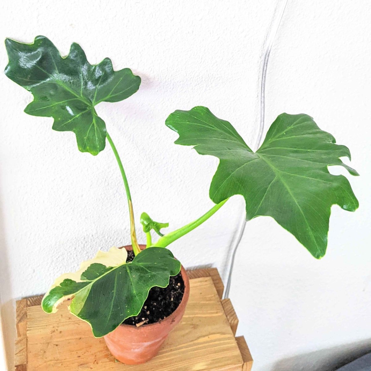 types of philodendron selloum Philodendron Selloum 'Split Leaf Philodendron' Seeds